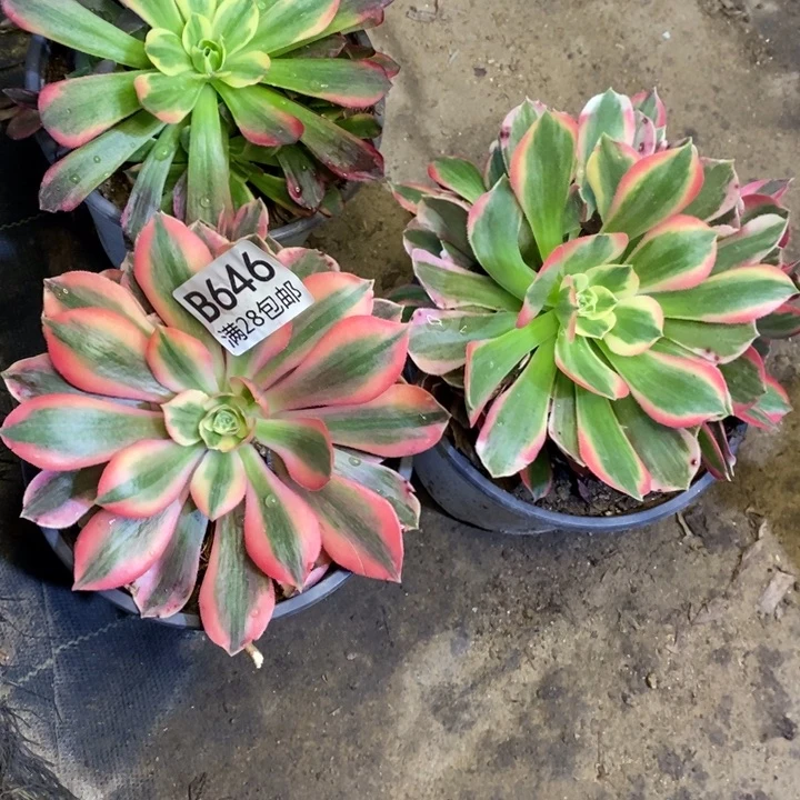 3盆多肉断头不包646