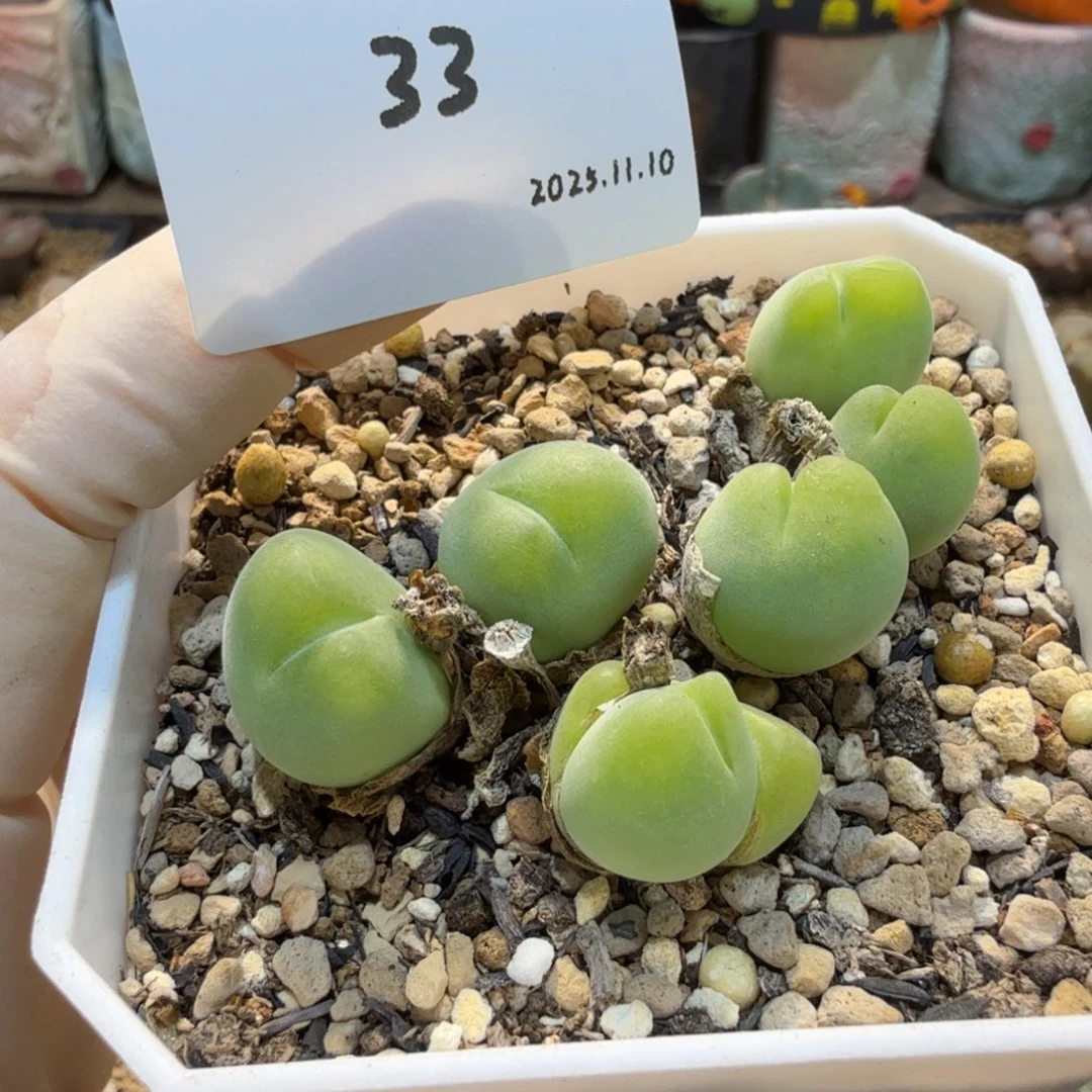 蛋***蛋多肉多肉多肉11.10-033