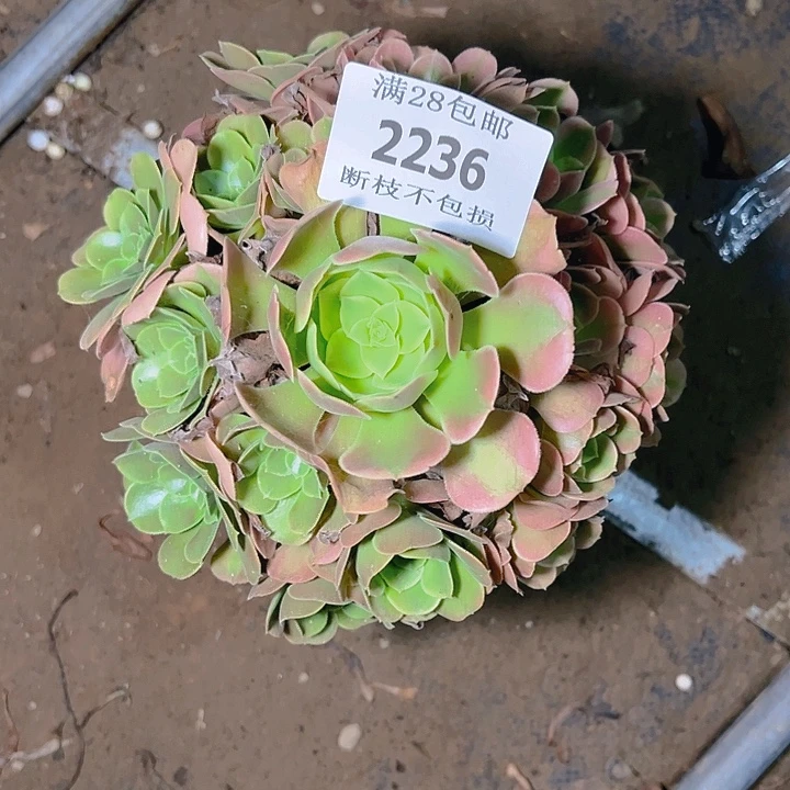 四***景2236香妃多肉植物保护