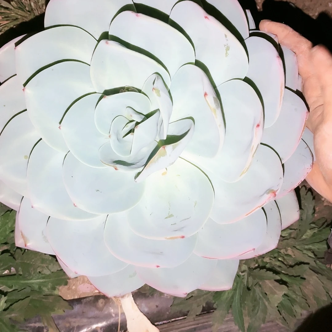 奶茶13.99多肉植物