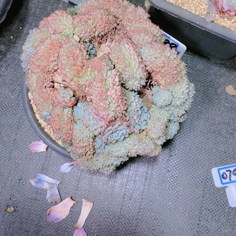【闪购商品】蜉**年0788