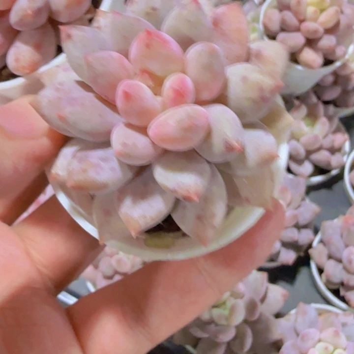 韩版半夏五厘米盆一颗