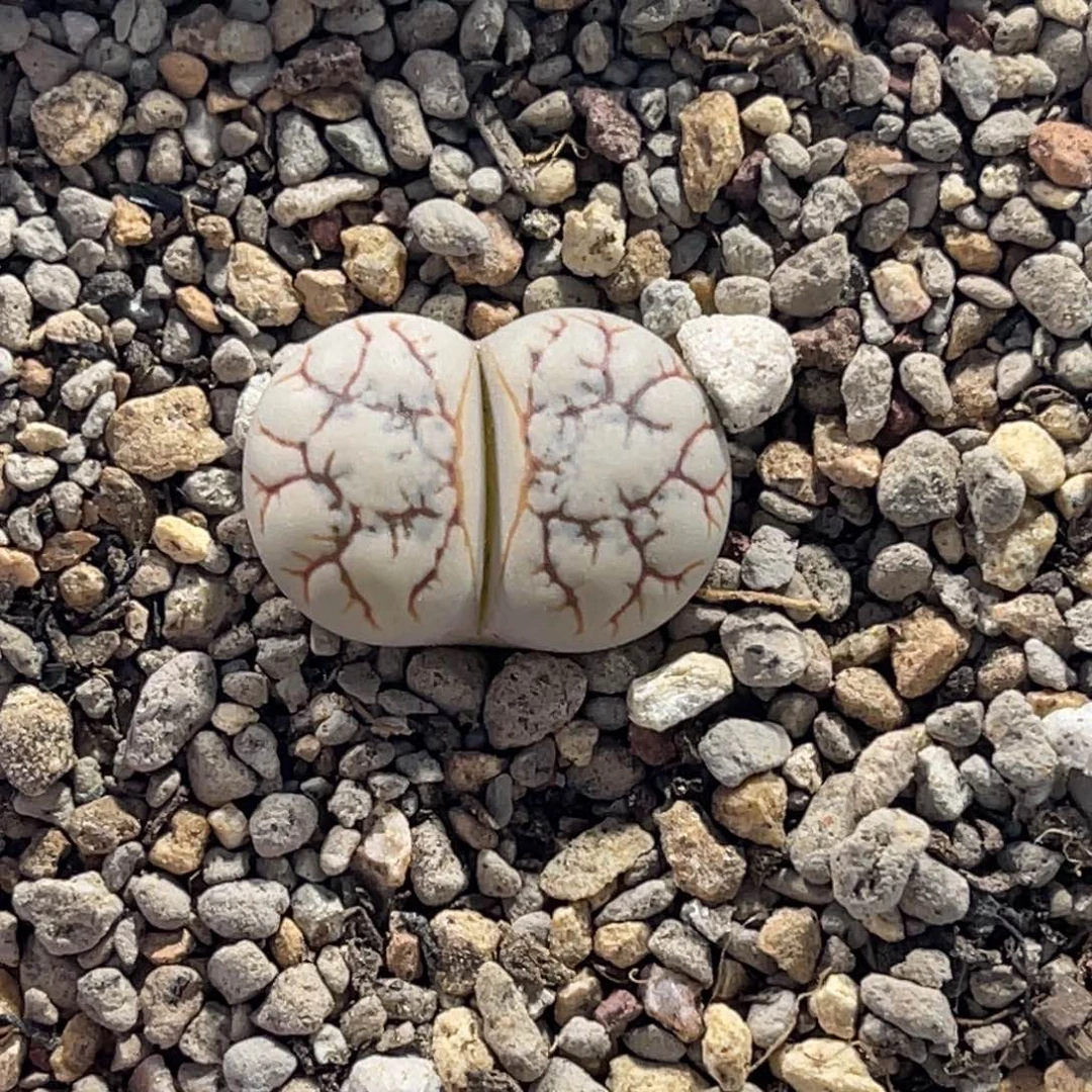 7711云映1尺寸1.8