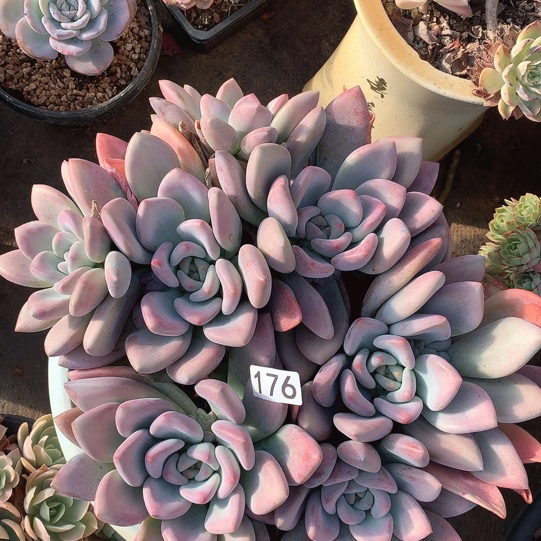 176奥普一物一拍多肉