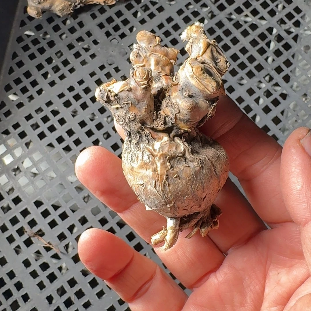 里特黑鬼殿一个约3.8-4cm