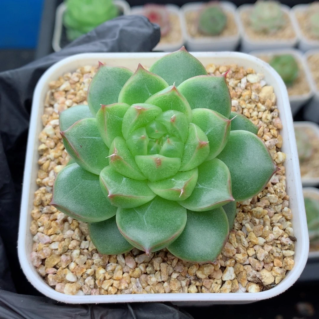 58包邮  群生不包整珍妮24