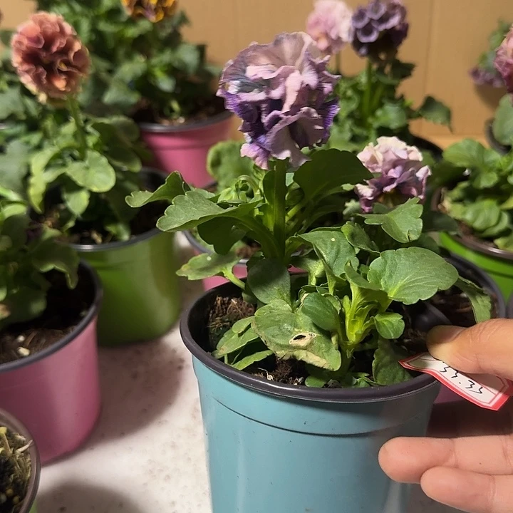 兮***花完全开放宝33.33….