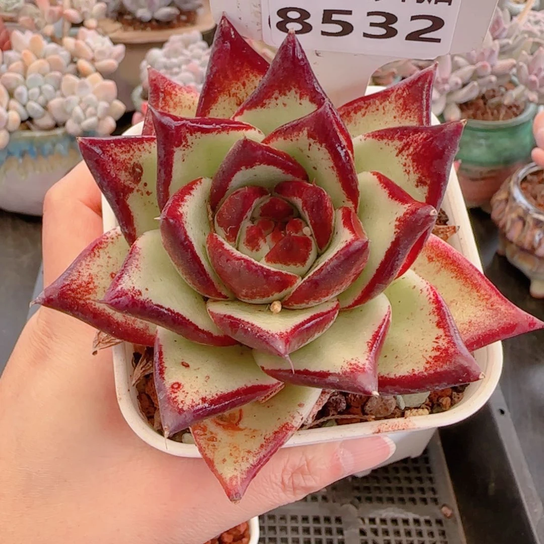 多肉植物8532…………..