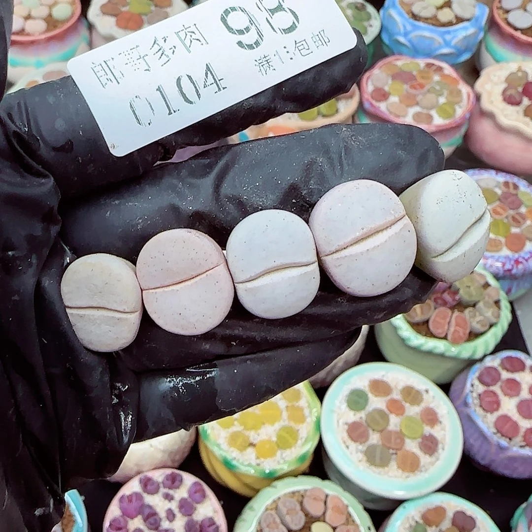 生石花满18包邮0104-98