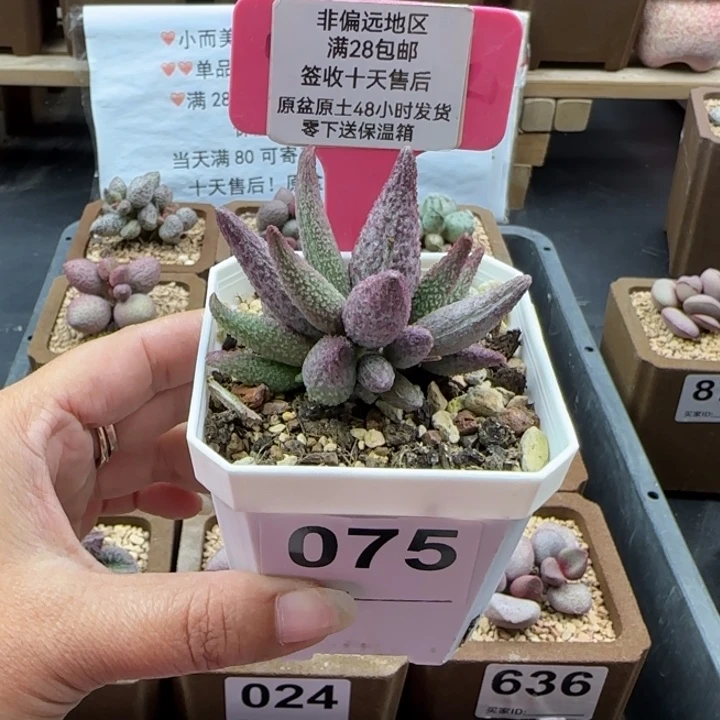 小***喵075猪尾巴多肉植物
