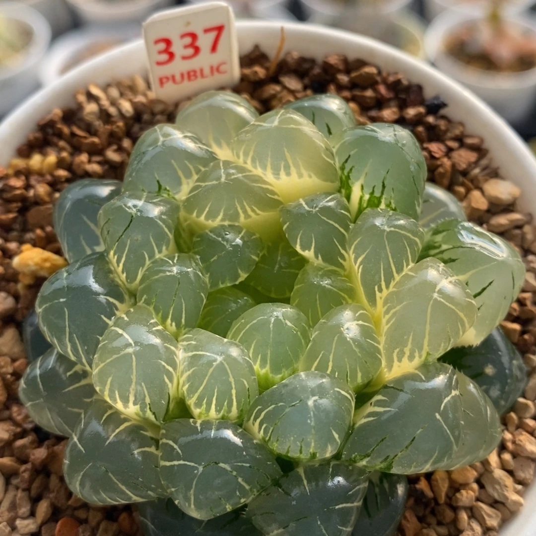 337湖水玉露十二卷多肉植物