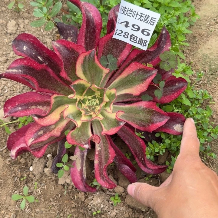踏****姐3496一号棚魅影多肉B