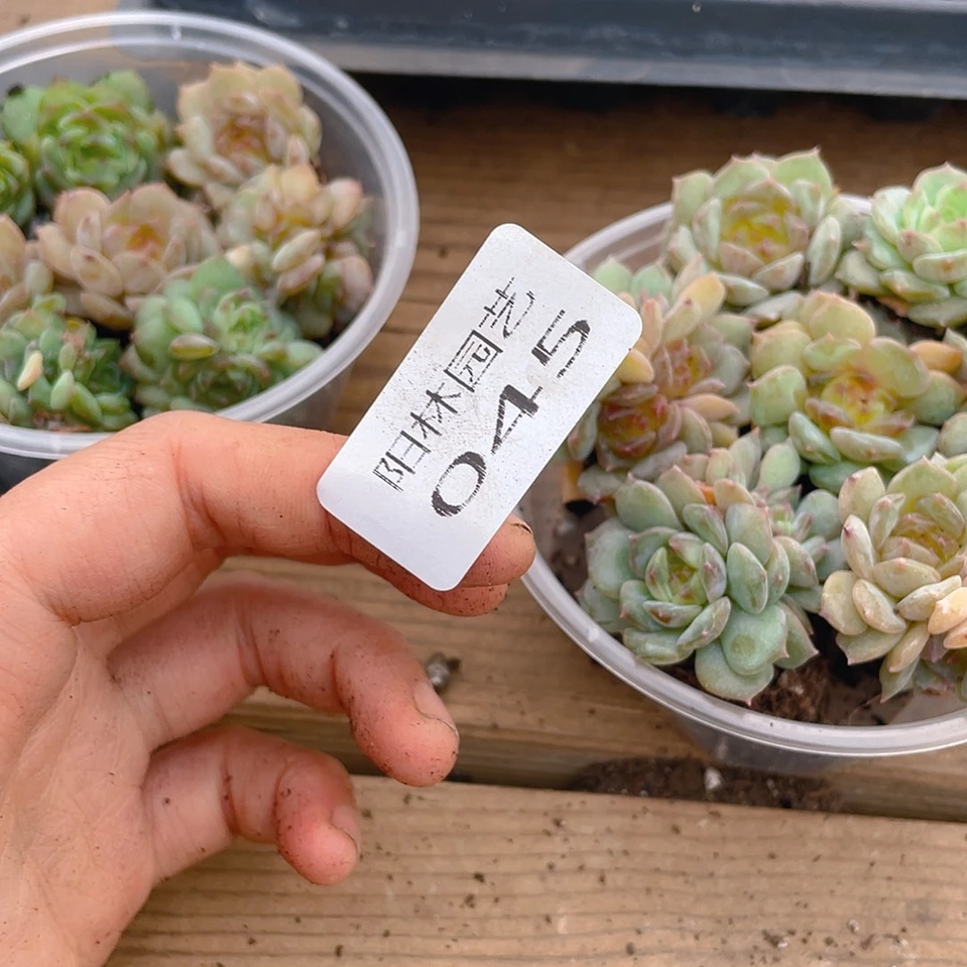 昭***昭多肉植物多肉植物45