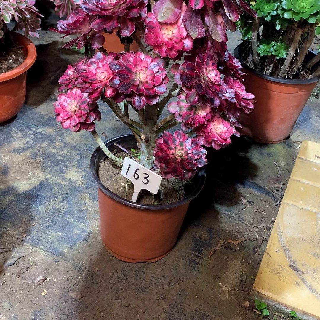 多肉多肉多肉多肉163