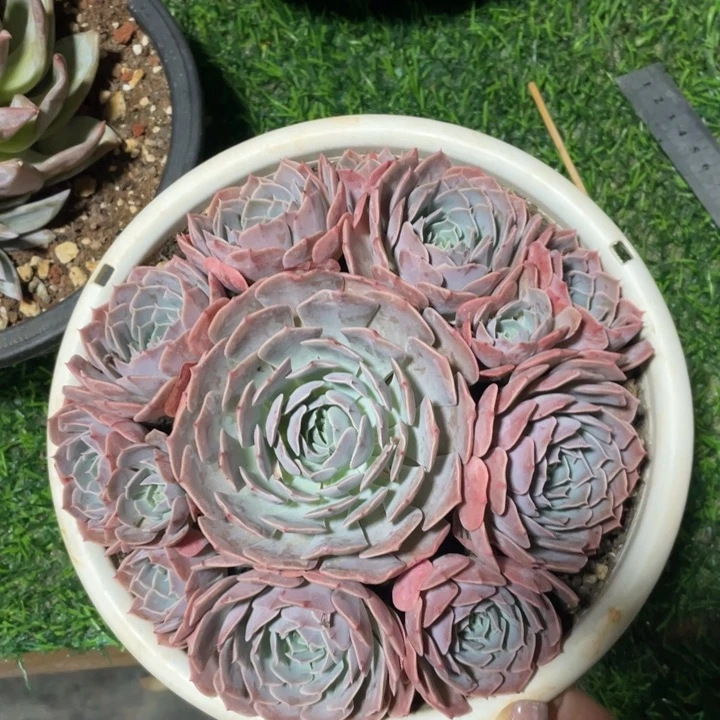 天赐冠幅18 公分一物一拍