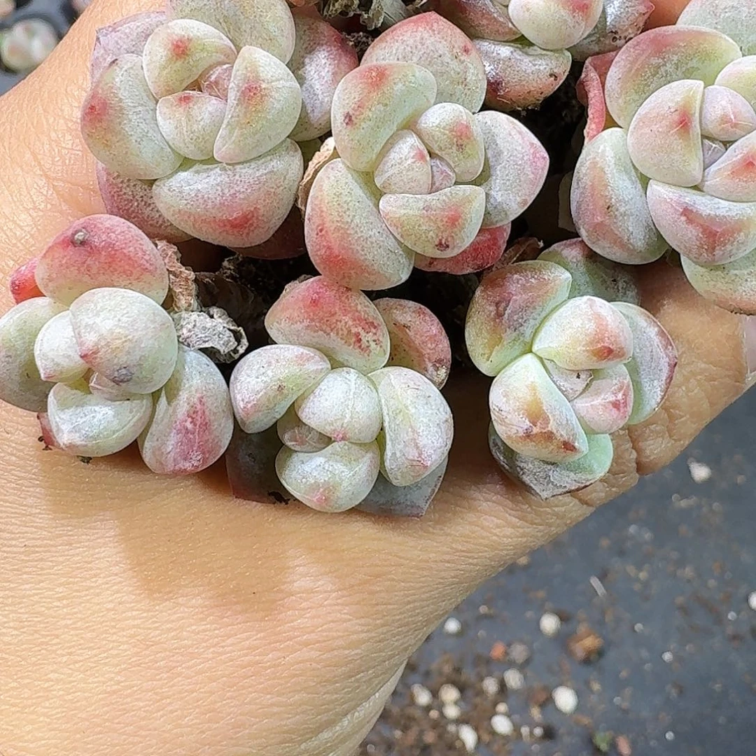 06号到手7颗，紫心杆子冰玉