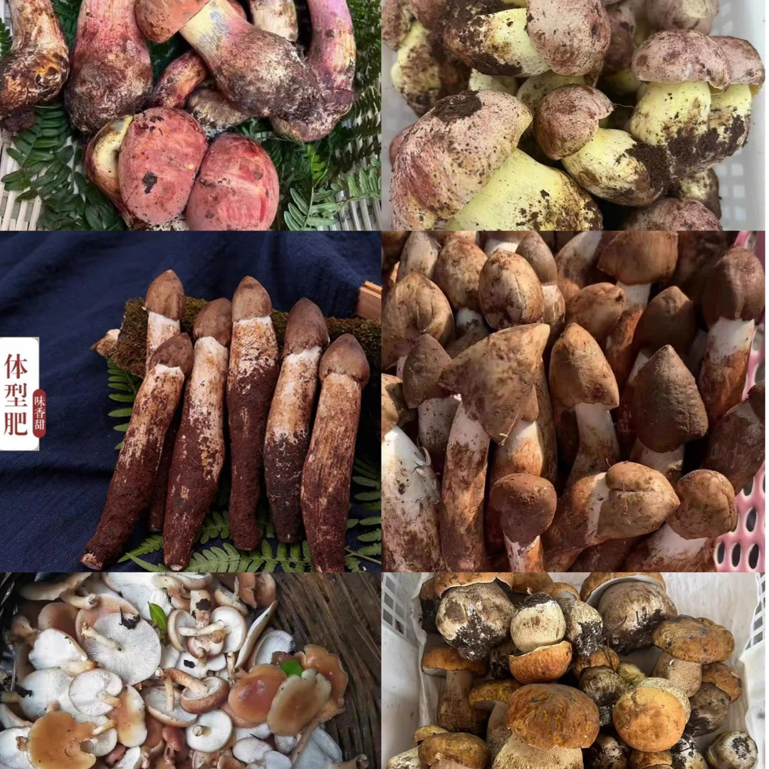 顺丰空运云南野生鸡枞美味牛肝菌白牛肝菌红牛肝菌 黑牛肝 黄牛肝