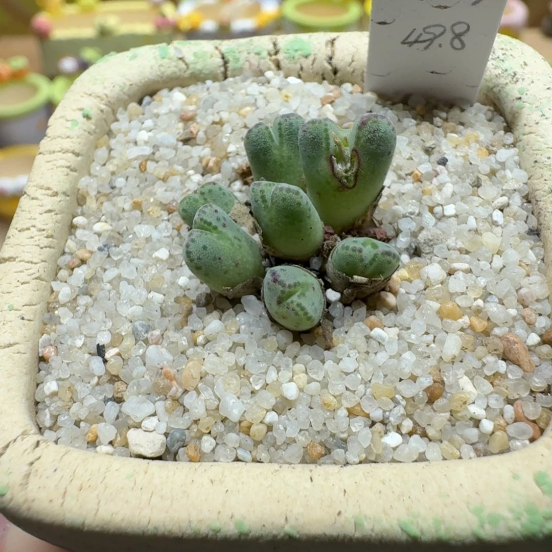 蘑菇1091原始斑马多肉植物
