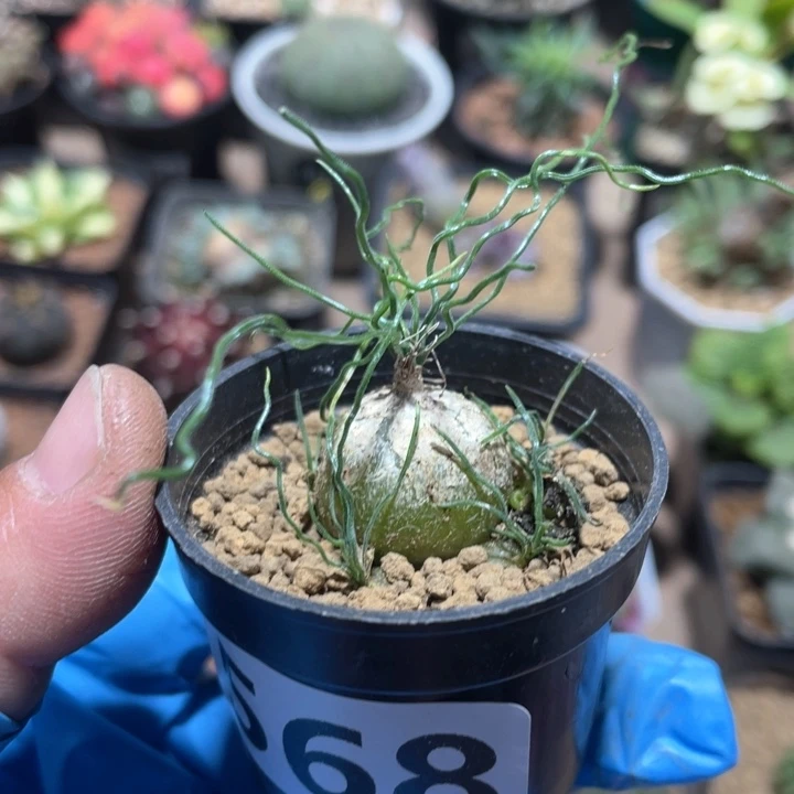 568泰迪熊弹簧草