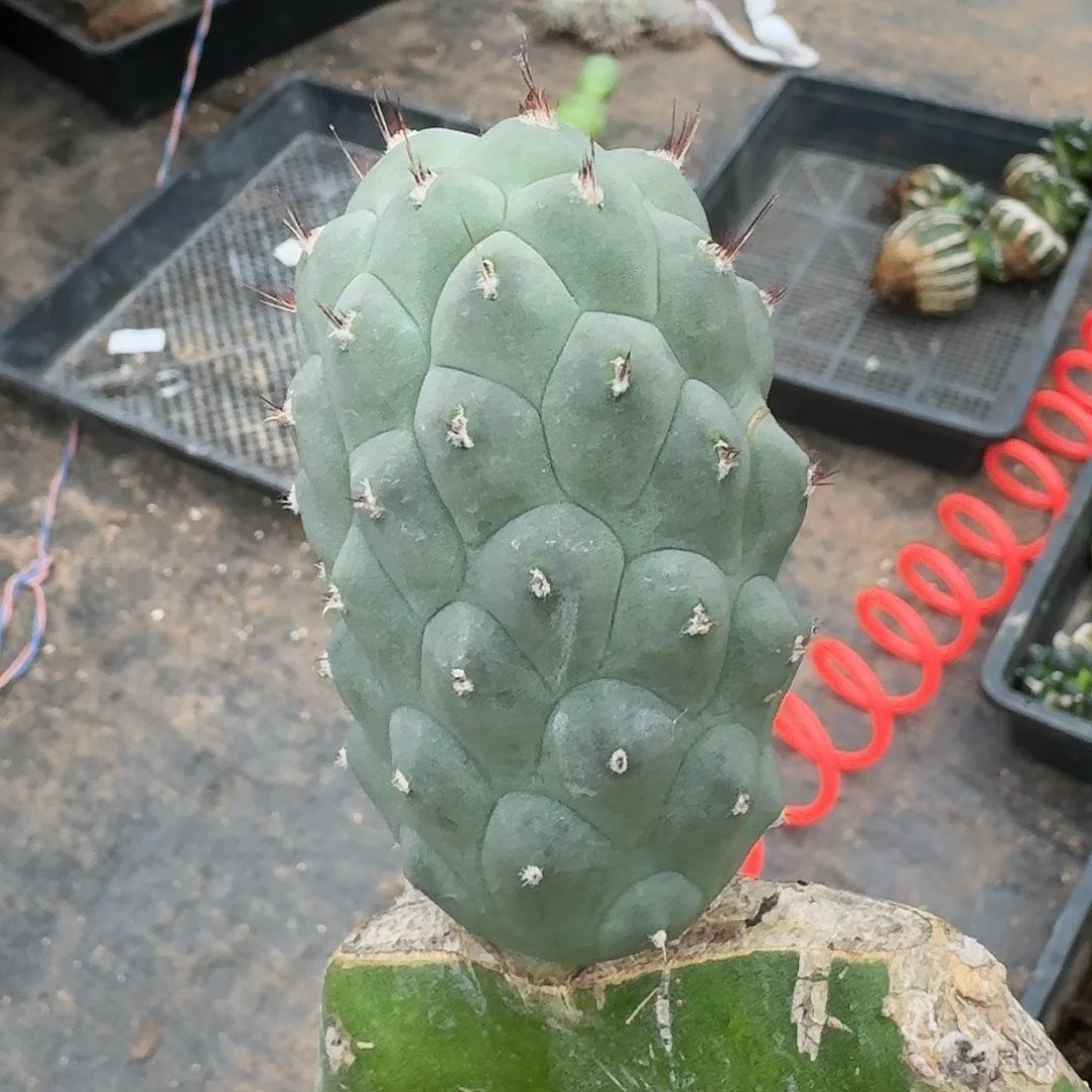 【闪购商品】无花朵巨型一号习 志野