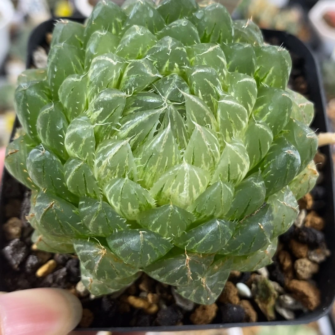 400翠云玉露锦一物一拍