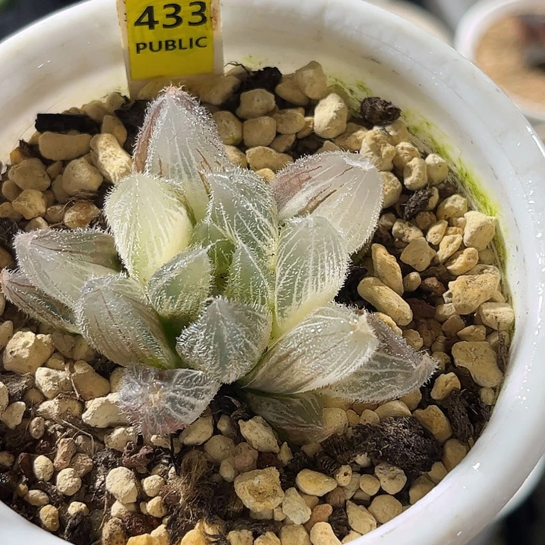 433毛玉锦福利福利