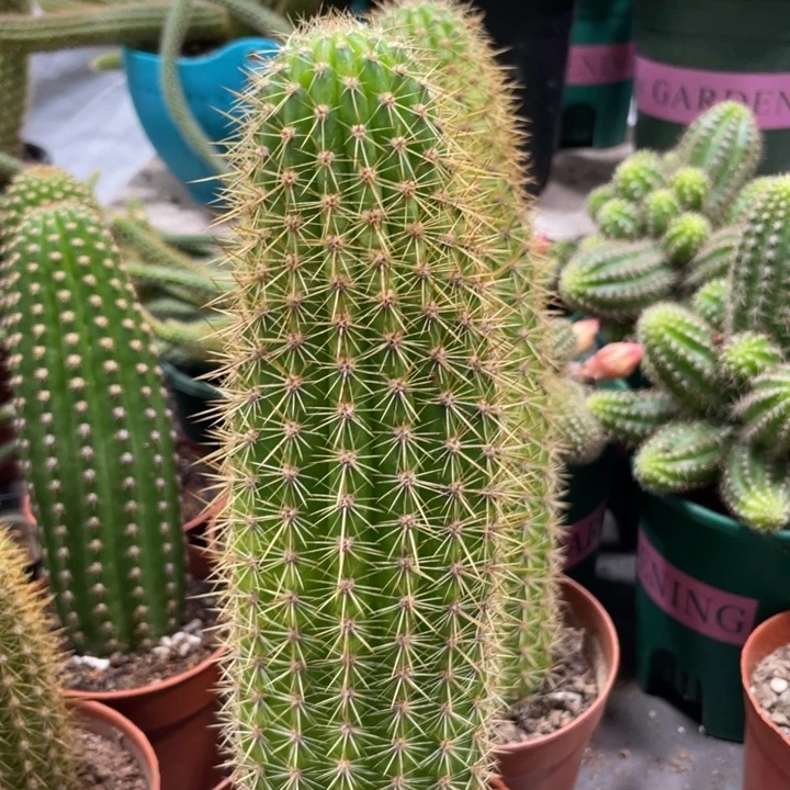 超大时光金妞一杯