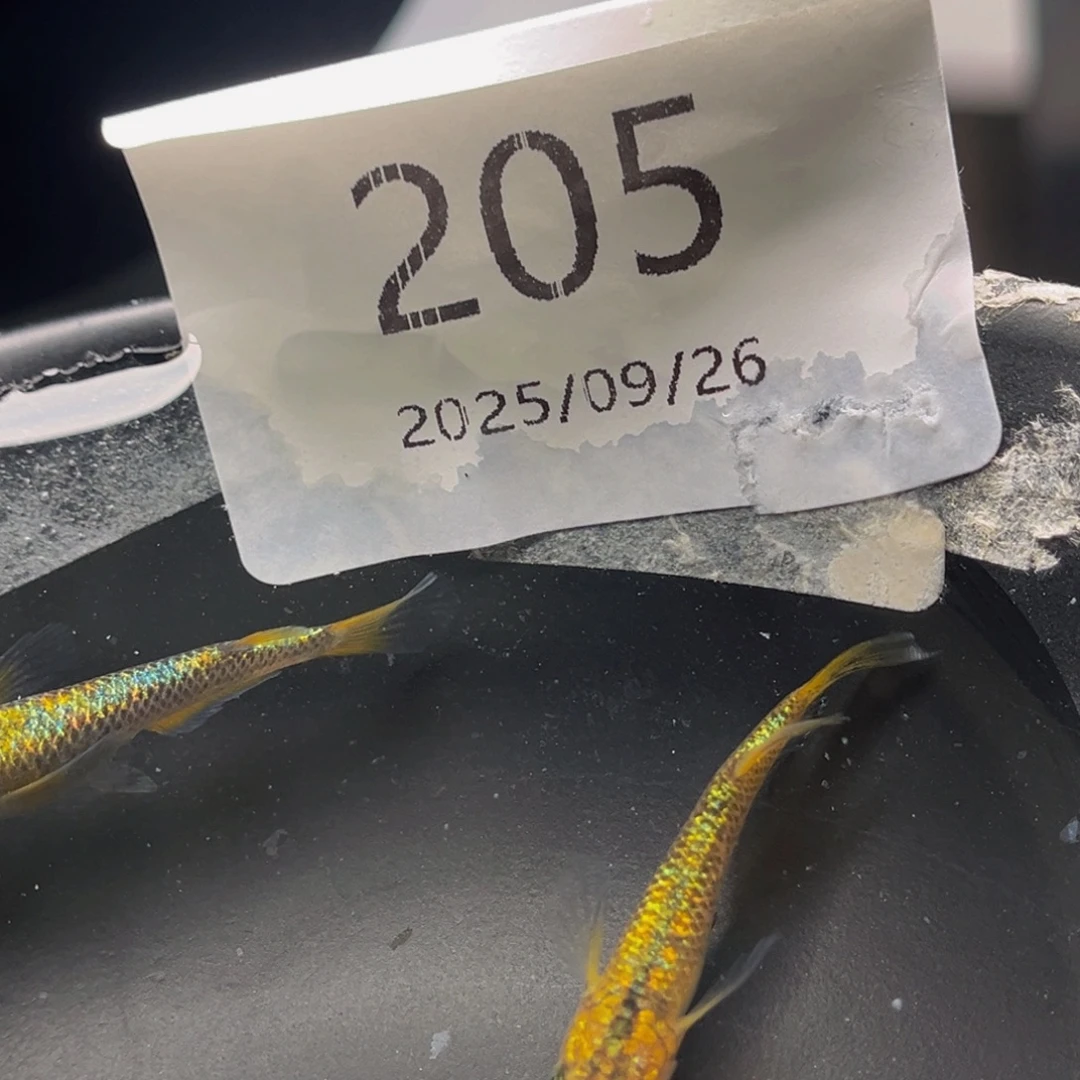 青鳉205松井秘密武器一对