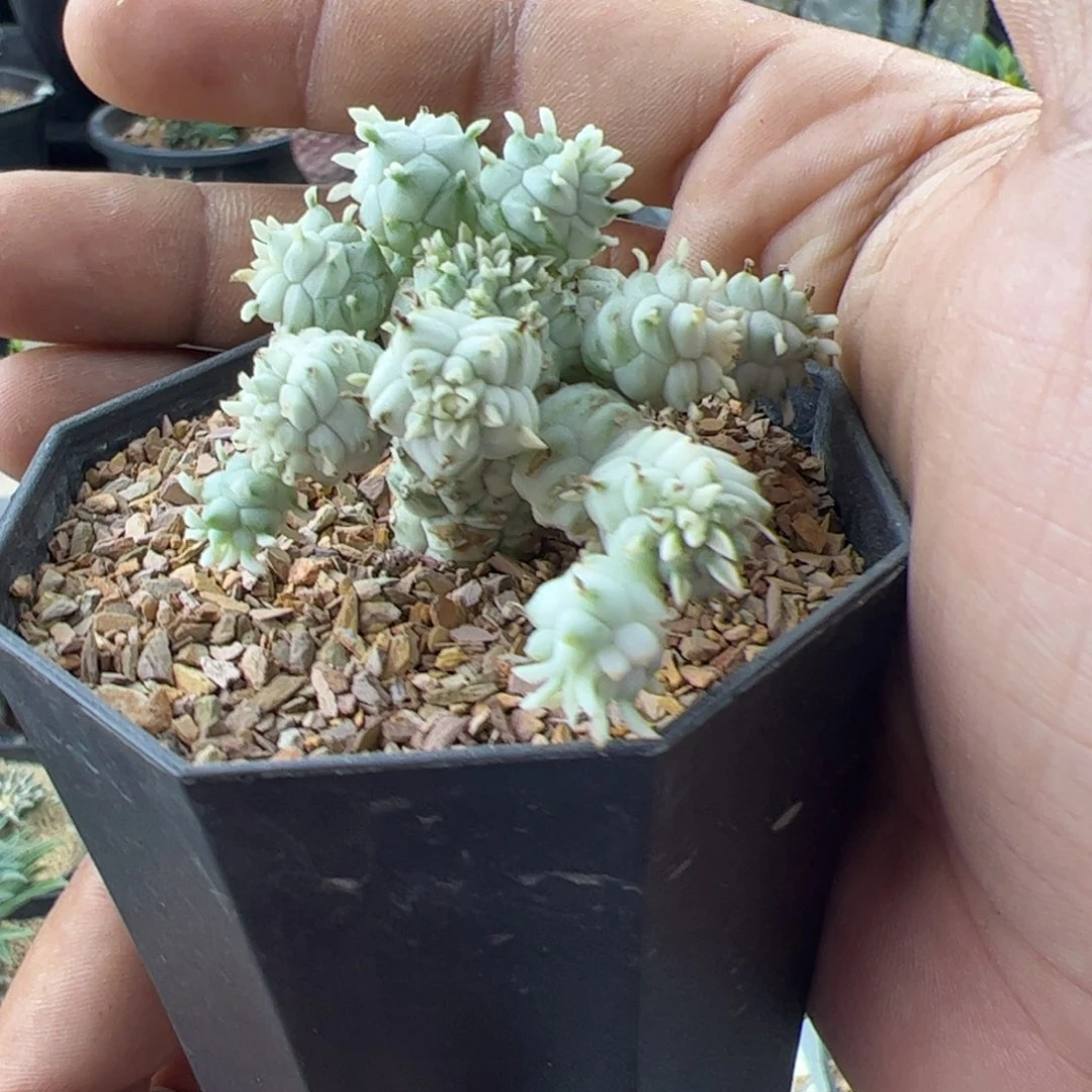 白桦麒麟大戟一物一拍脱土发
