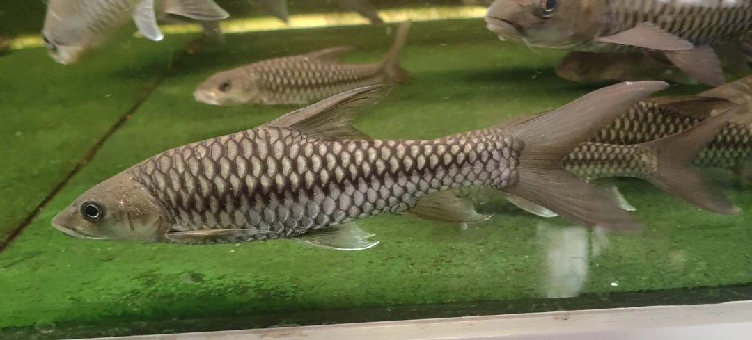 观赏鱼盈江结鱼蓝吉罗老品种蓝吉罗15—