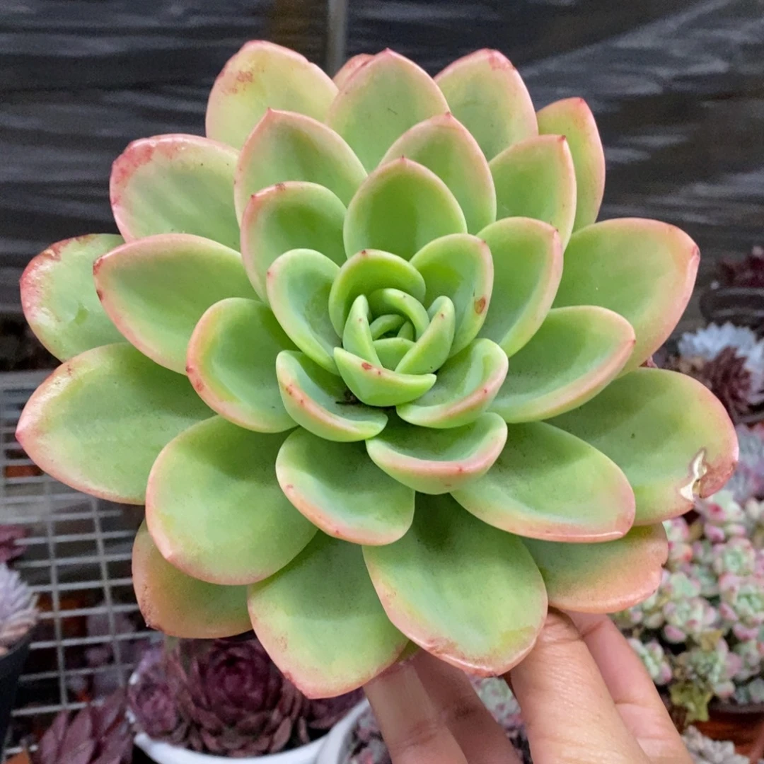 柠檬茶大单头多肉