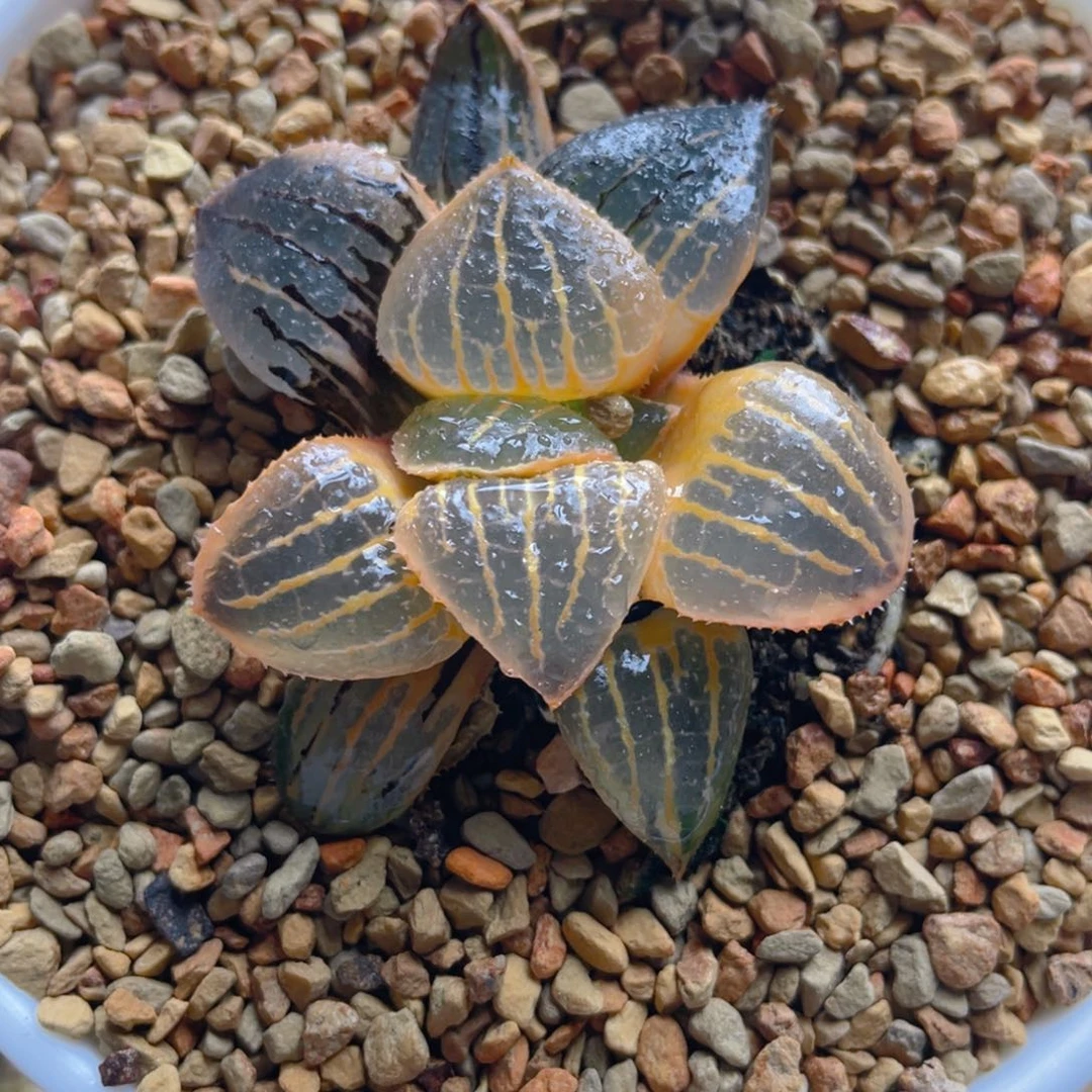 51.十二卷香瓜岛锦。