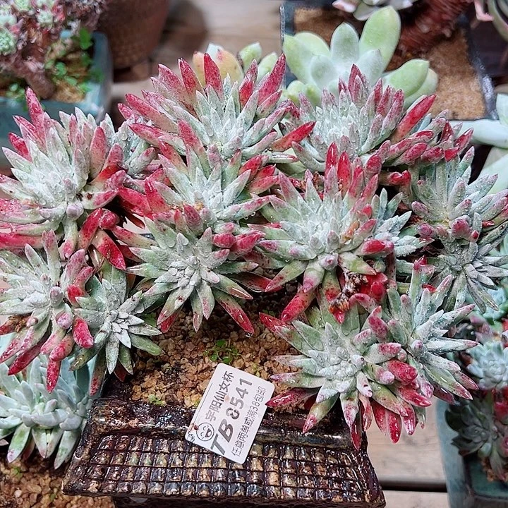 8541白鹭雪花仙女杯多肉