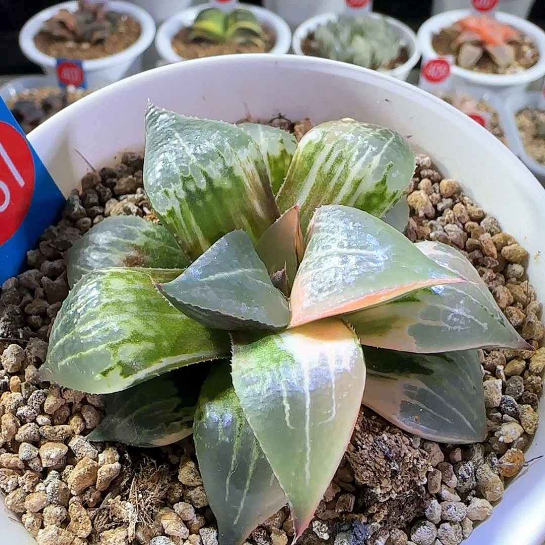 381号酒吞童子锦一物一拍带盆土
