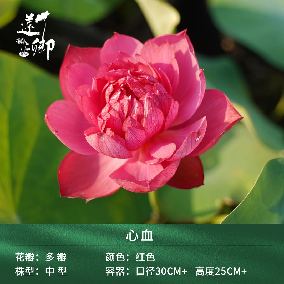 【7心血】（莲卿） 重瓣红色中型荷花阳台盆栽水生台种藕根茎苗