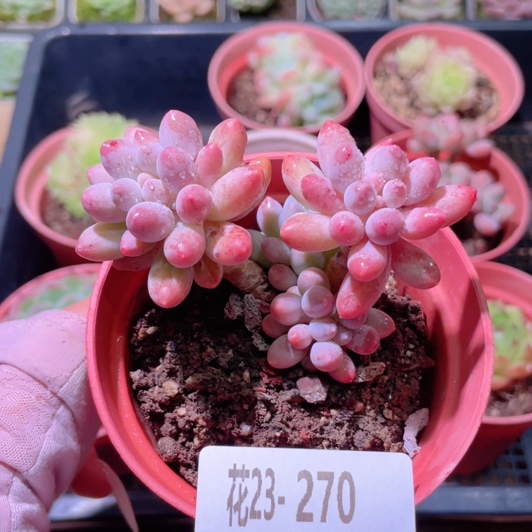 花利美23-270婴儿手指