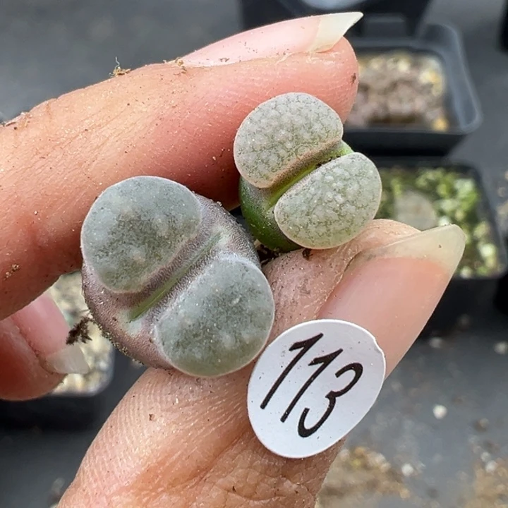 113号这颗多肉有点好看