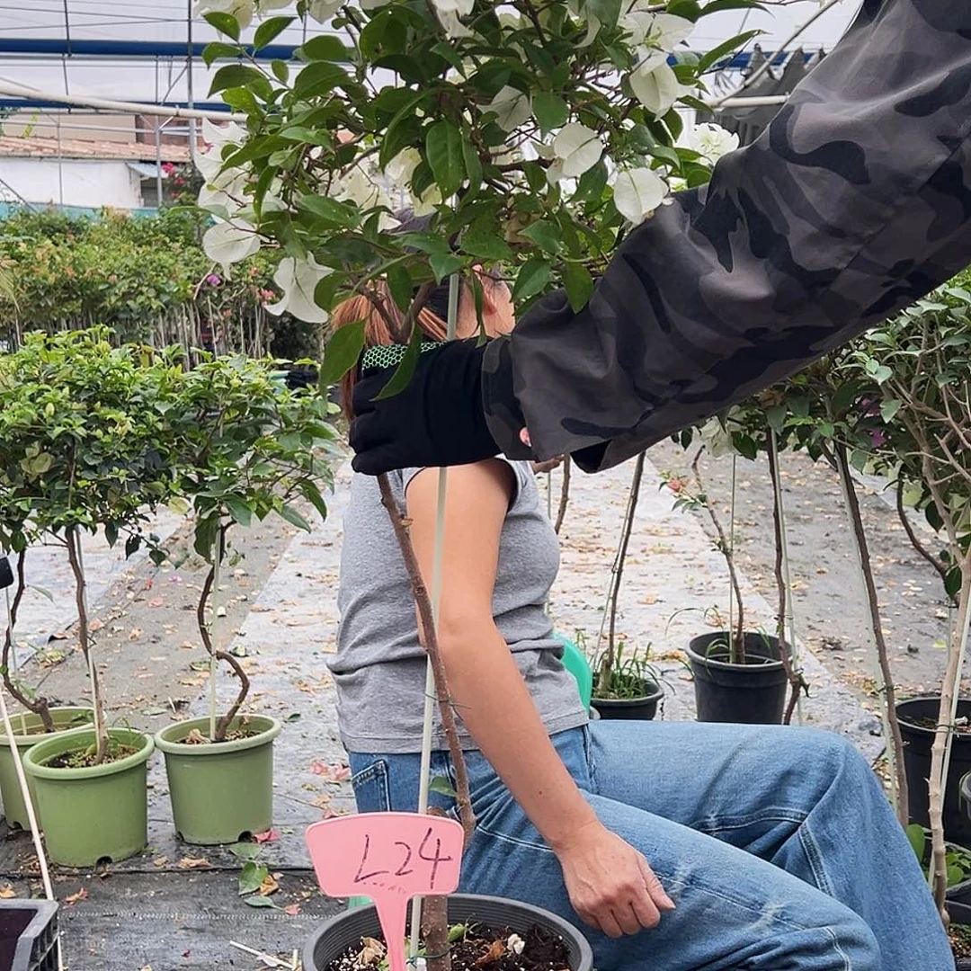 W****大部分花苞少量开放L24白雪