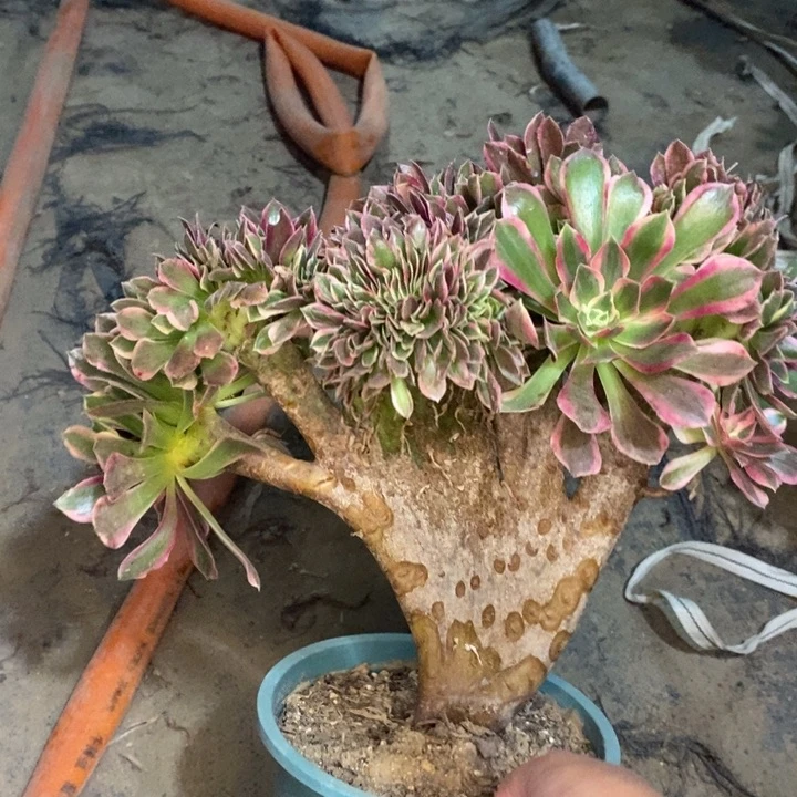 女巫缀11多肉植物法师法师