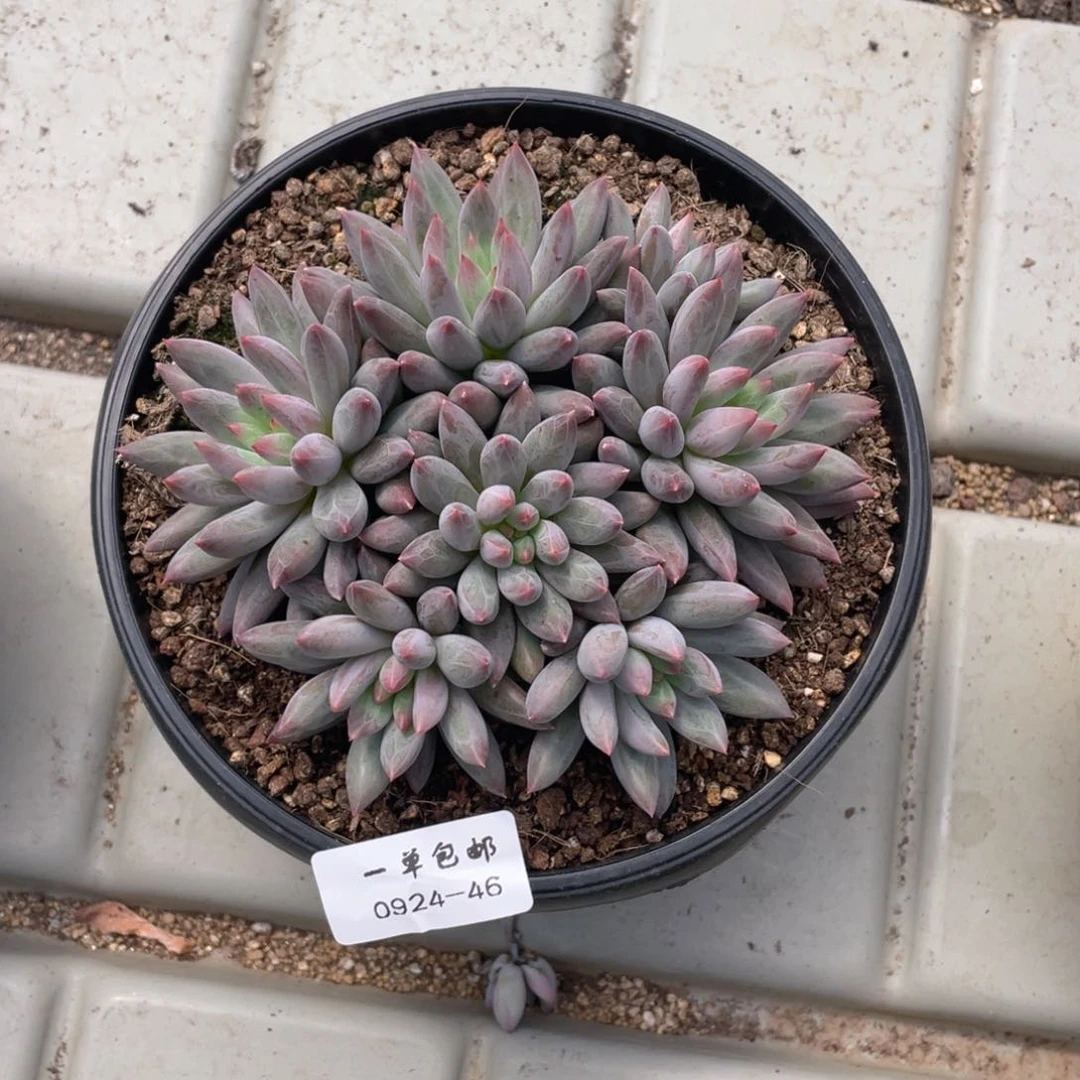 梁*哥0924-46-虞。，，。，。梦醒时分。。