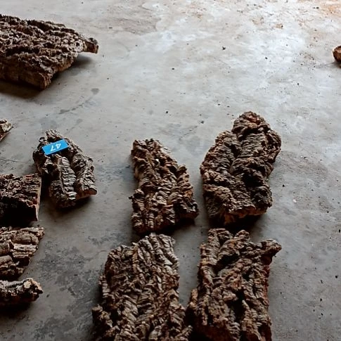 一物一拍一物一发