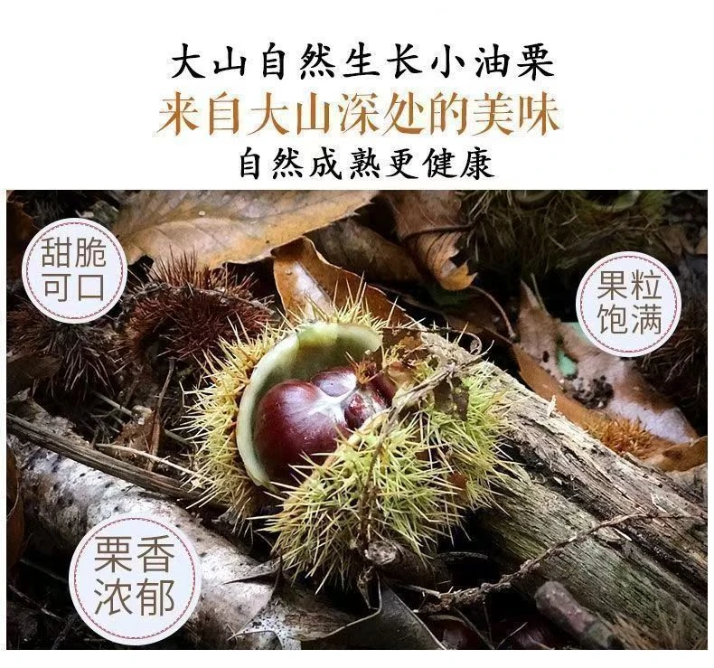 2025新鲜油栗信阳新鲜油栗生吃脆甜易剥内皮油栗仁信阳板栗