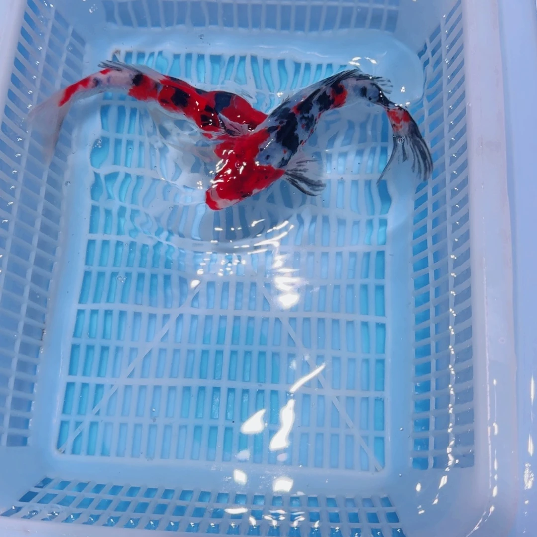 锦鲤锦鲤观赏鱼直播链接