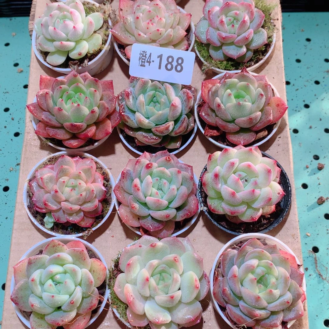 4-188一物一拍多肉带盆18颗