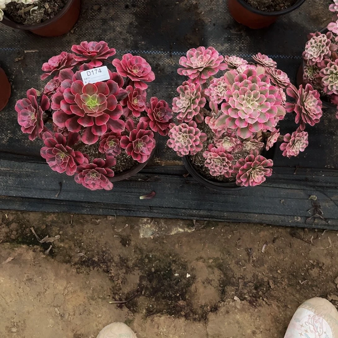 无花朵多肉植物174美杜莎，红铜白