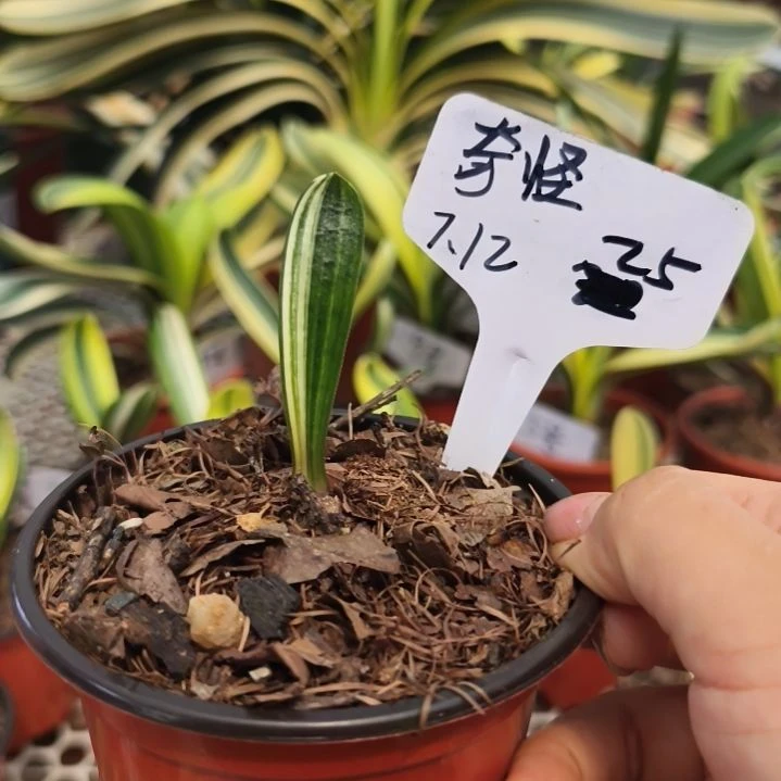 奇***字当前无花栽培后可以开花毛油特价--25