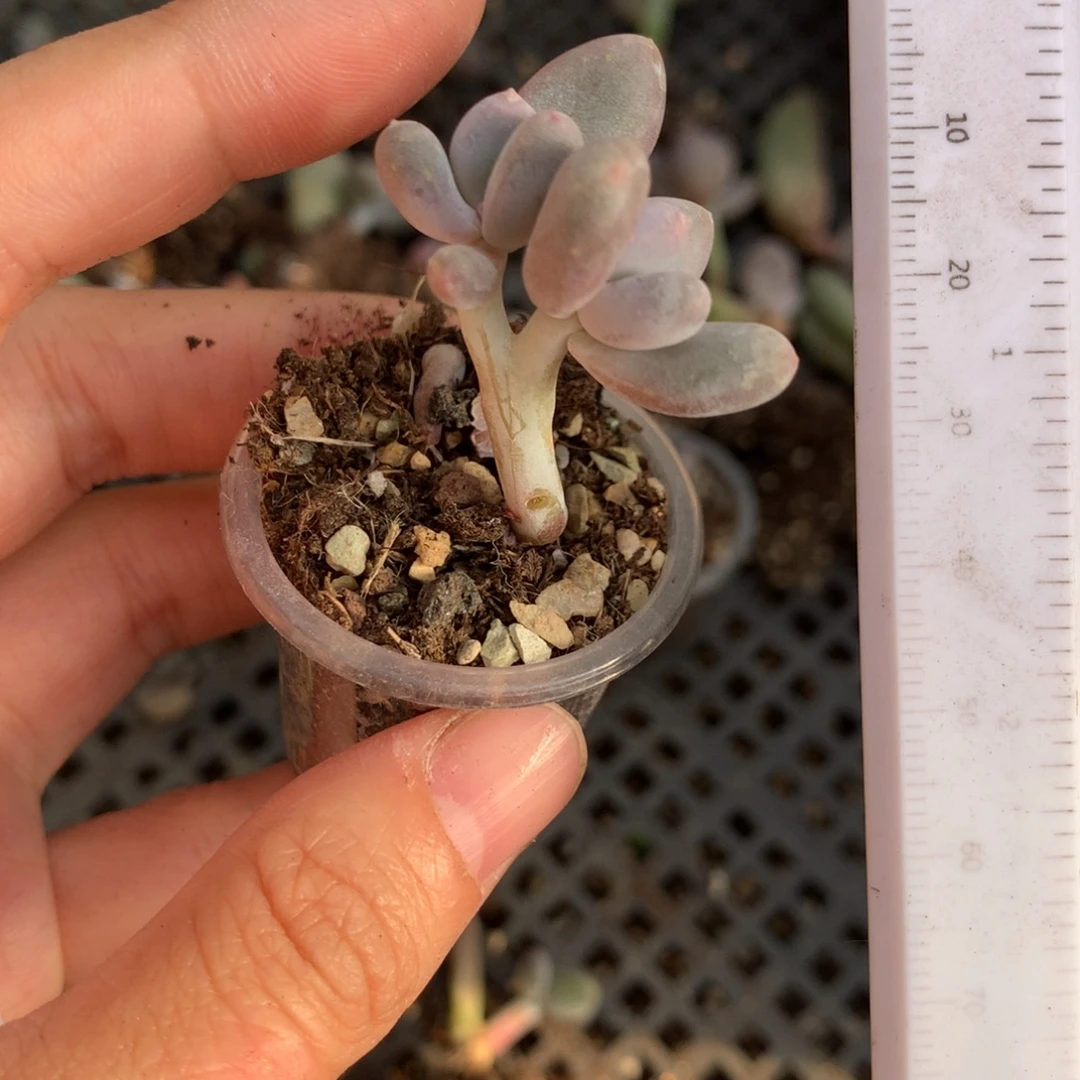 彩虹奶酪彩虹奶酪哦