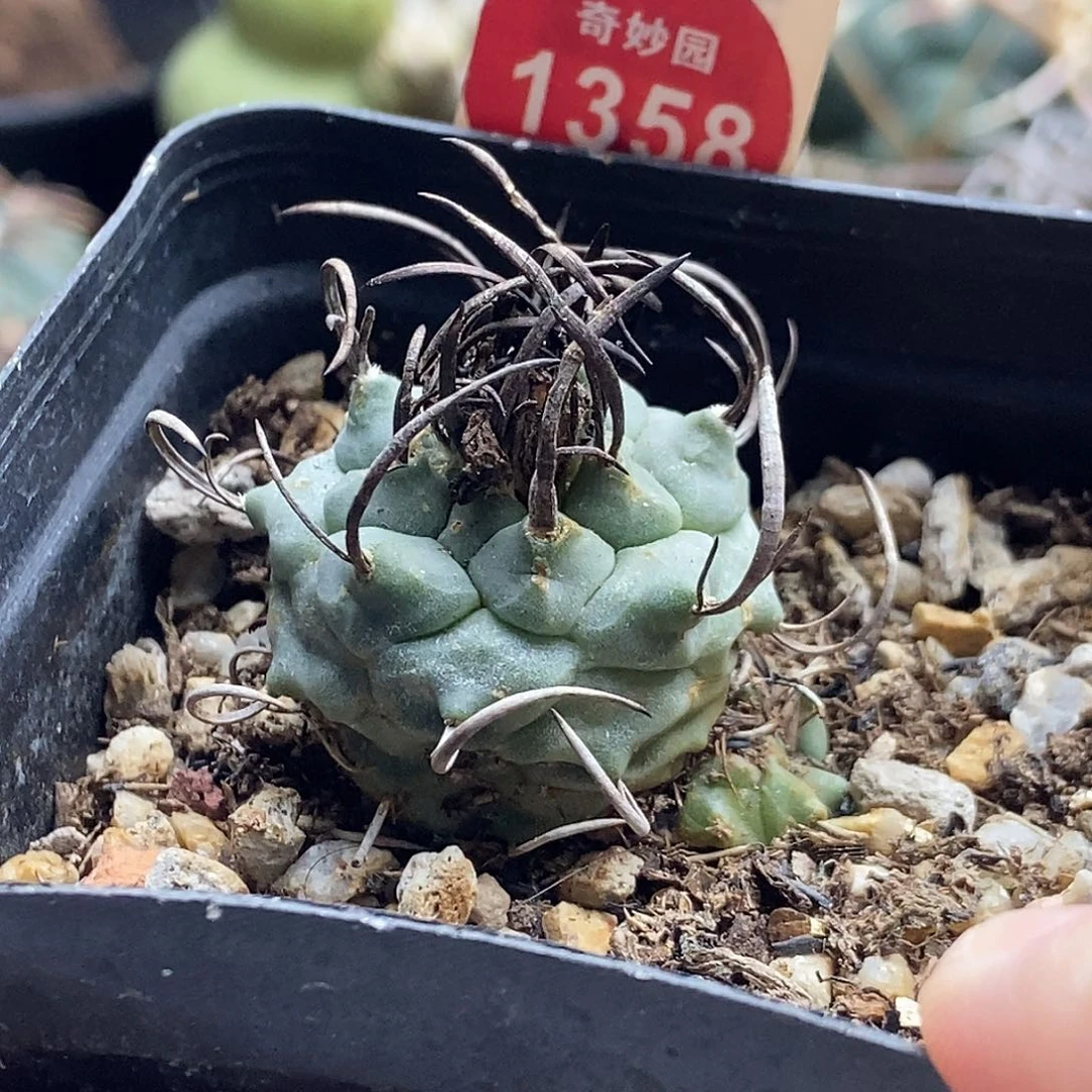 实生狂刺带崽娇丽有斑