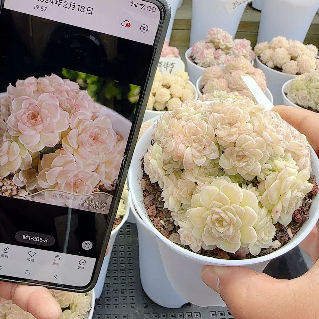 0104-41（m1-206-3）优选