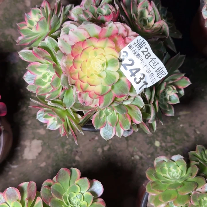 32431海仙多肉植物